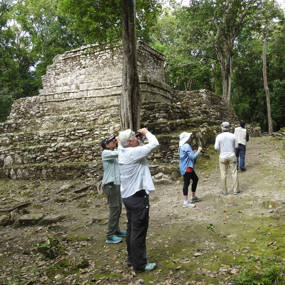 birding excursions mexico top tours